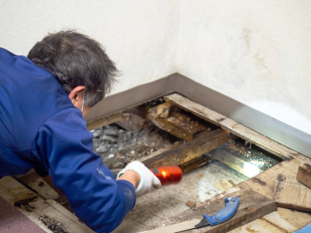 Office Mold Removal Services in Bottineau, ND