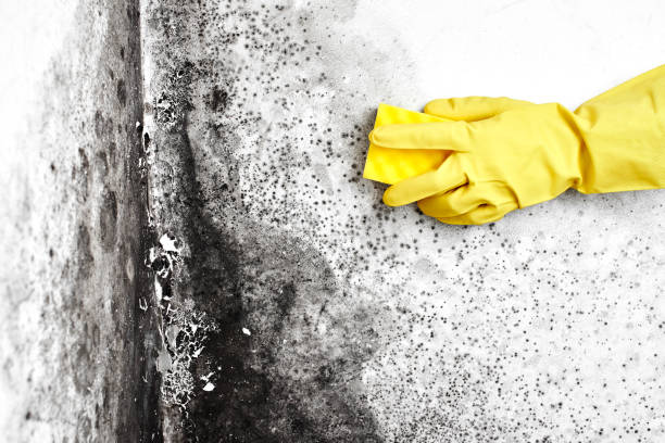 Best Black Mold Removal  in Bottineau, ND