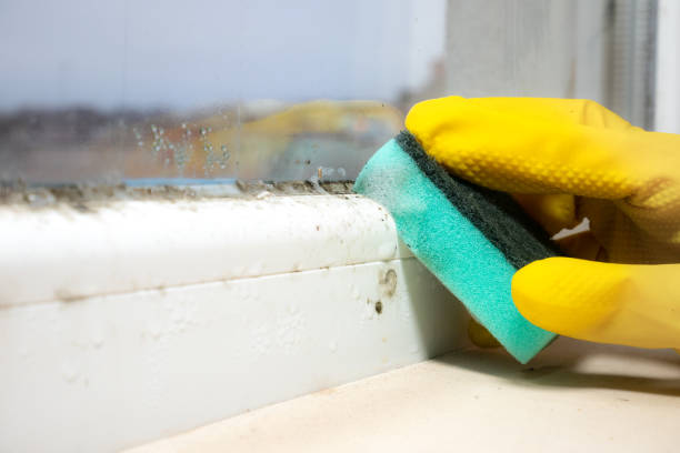 Best Emergency Mold Removal  in Bottineau, ND