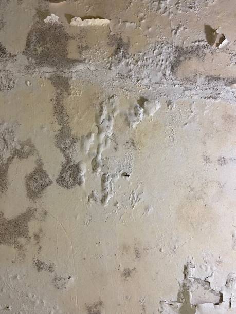 Professional Mold Removal in Bottineau, ND