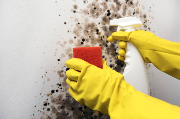 Best Fast Mold Removal  in Bottineau, ND