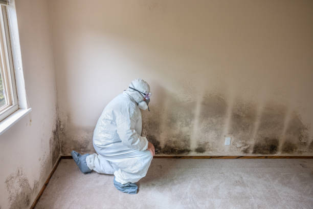 Best Certified Mold Removal  in Bottineau, ND