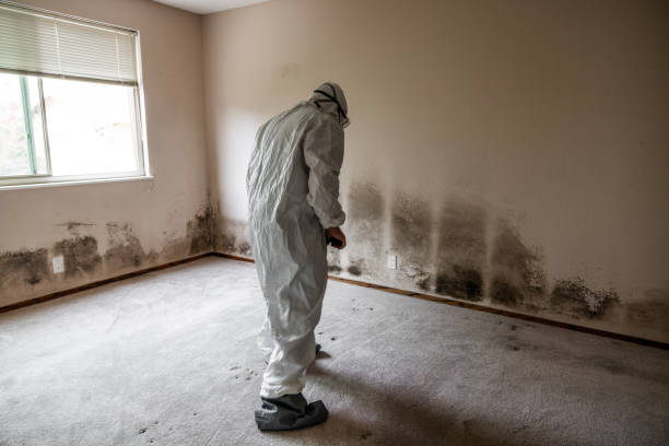 Best Mold Remediation  in Bottineau, ND