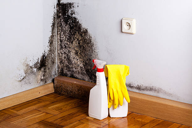 Mold Removal and Inspection in Bottineau, ND
