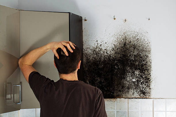 Best Mold Testing  in Bottineau, ND