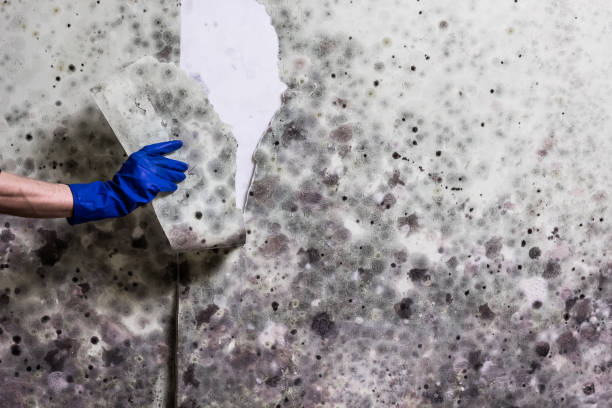 Best Toxic Mold Removal  in Bottineau, ND